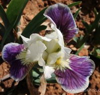 Sunshine Iris Nursery - Sydney Tourism