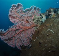 Luncheon Bay Dive Site - Sydney Tourism
