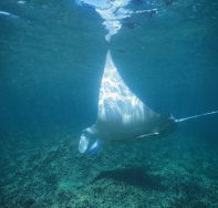 Manta Ray Bay Dive Site - Sydney Tourism