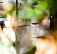 Bees on Keswick Island - Sydney Tourism