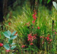 Enfield State Park - Sydney Tourism