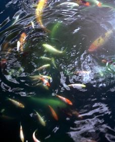 Wellington Osawano Japanese Gardens - Sydney Tourism 4