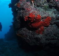 Stepping Stones Dive Site