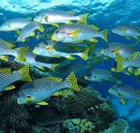 Challenger Bay Dive Site - Sydney Tourism