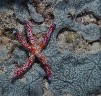 Clam Gardens Dive Site - Sydney Tourism