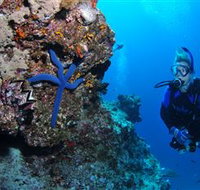 Lighthouse Bommie Dive Site - Sydney Tourism