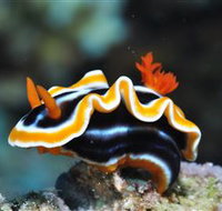 Monolith Dive Site - Sydney Tourism