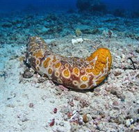 Two Towers Dive Site - Sydney Tourism