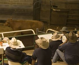Livestock Marketing Centre - Sydney Tourism 2