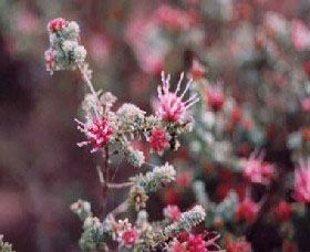 Burrendong Botanic Garden And Arboretum - Sydney Tourism 1