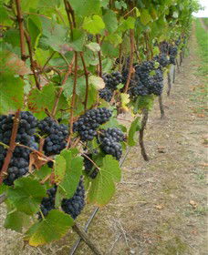 Gisborne Peak Winery - Sydney Tourism 4