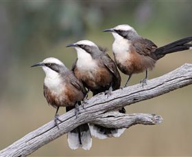 Winton Wetlands Reserve - Sydney Tourism 1
