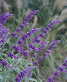 Perennialle Plants Nursery And Garden - Sydney Tourism 4