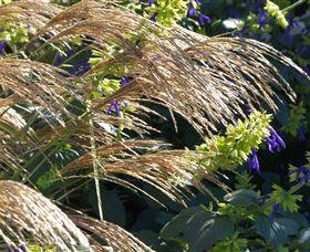 Perennialle Plants Nursery And Garden - Sydney Tourism 3