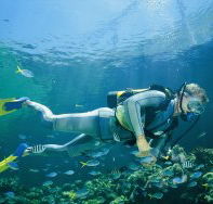 Seaflight Bommie Dive Site