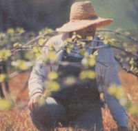 Canobolas Smith Winery - Sydney Tourism