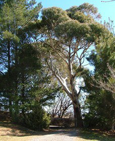 Habitat Vineyard - Sydney Tourism 1