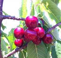 Ballinaclash Orchard and Cellar Door - Sydney Tourism