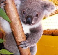 Cooberrie Park Wildlife Sanctuary - Sydney Tourism
