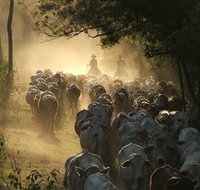 Springvale Horse Treks - Sydney Tourism