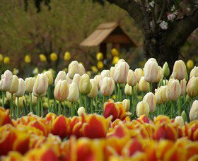 Tulip Top Gardens - Sydney Tourism 0
