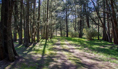 Wombeyan Waterfall Walking Track - Sydney Tourism 0