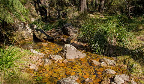 Wombeyan Waterfall Walking Track - Sydney Tourism 1