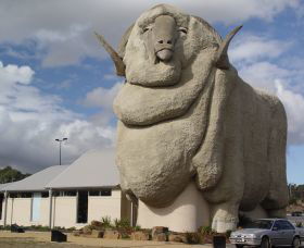 Big Merino - Sydney Tourism 0