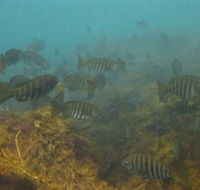 Bunurong Marine and Coastal Park - Sydney Tourism