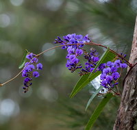 Mann River Nature Reserve - Sydney Tourism
