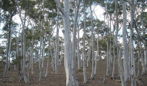Green Track - Sydney Tourism 1