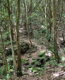 State Forests Of The Watagan Mountains - Sydney Tourism 2