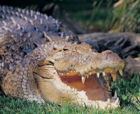 Featherdale Wildlife Park - Sydney Tourism 1