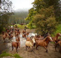 Glenworth Valley Horse Riding - Sydney Tourism