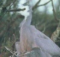 Jack Smith Lake State Game Reserve - Sydney Tourism