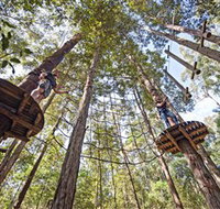 TreeTop Adventure Park Central Coast - Sydney Tourism