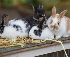 Amazement Farm And Fun Park / Cafe And Farmstay Accommodation - Sydney Tourism 2