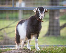 Amazement Farm And Fun Park / Cafe And Farmstay Accommodation - Sydney Tourism 3