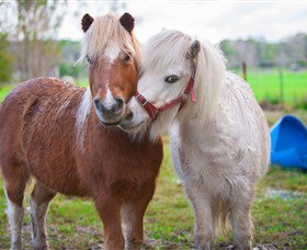 Amazement Farm And Fun Park / Cafe And Farmstay Accommodation - Sydney Tourism 5