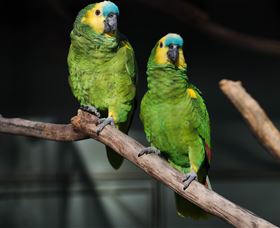 Amazement Farm And Fun Park / Cafe And Farmstay Accommodation - Sydney Tourism 7