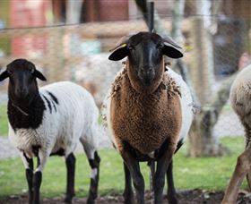 Amazement Farm And Fun Park / Cafe And Farmstay Accommodation - Sydney Tourism 4