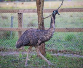 Amazement Farm And Fun Park / Cafe And Farmstay Accommodation - Sydney Tourism 6