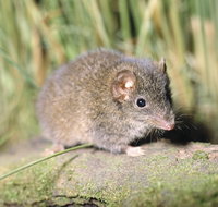 Munmorah State Conservation Area - Sydney Tourism