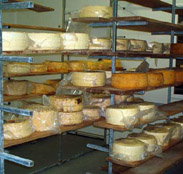 Harvey Cheese - Sydney Tourism
