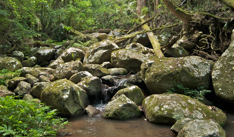 Lynchs Creek NSW Sydney Tourism