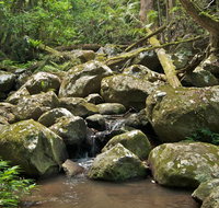 Booyong walking track