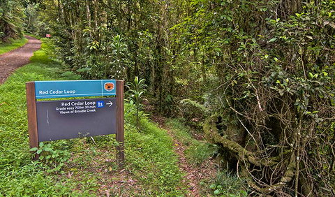 Red Cedar Loop - Sydney Tourism 0