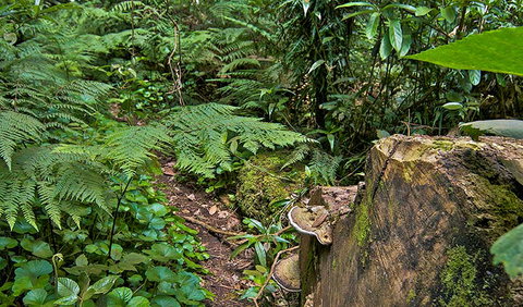 Red Cedar Loop - Sydney Tourism 1