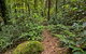 Red Cedar Loop - thumb 3