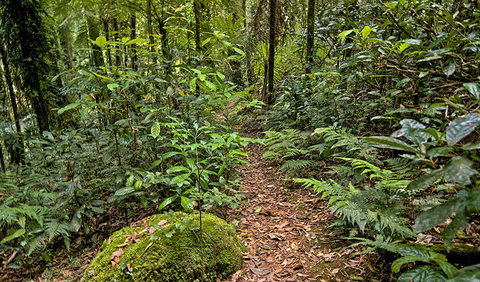Red Cedar Loop - Sydney Tourism 3